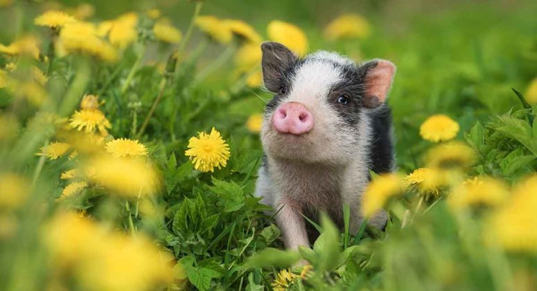 Pig Names - 300 Awesome Ideas for Perfect Pet Piggies