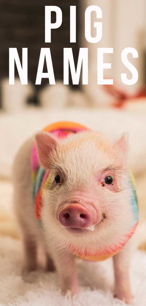 pig-names-300-awesome-ideas-for-perfect-pet-piggies