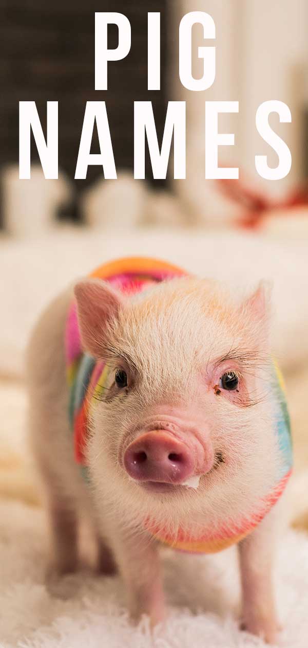 Pig Names 300 Awesome Ideas For Perfect Pet Piggies,How To Make A Balloon Sword Easy