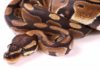 Ball Python Names - Over 300 Funny, Cool, And Cute Ideas
