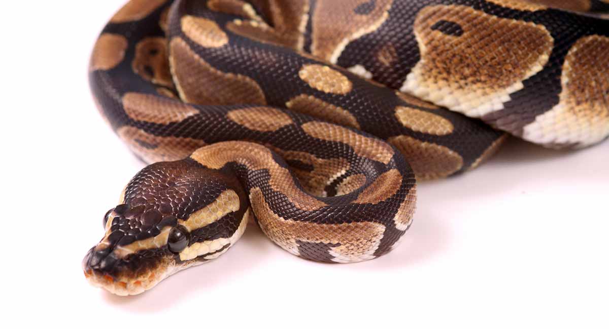 Snake Names - 300 Top Ideas for the World's Greatest Reptile