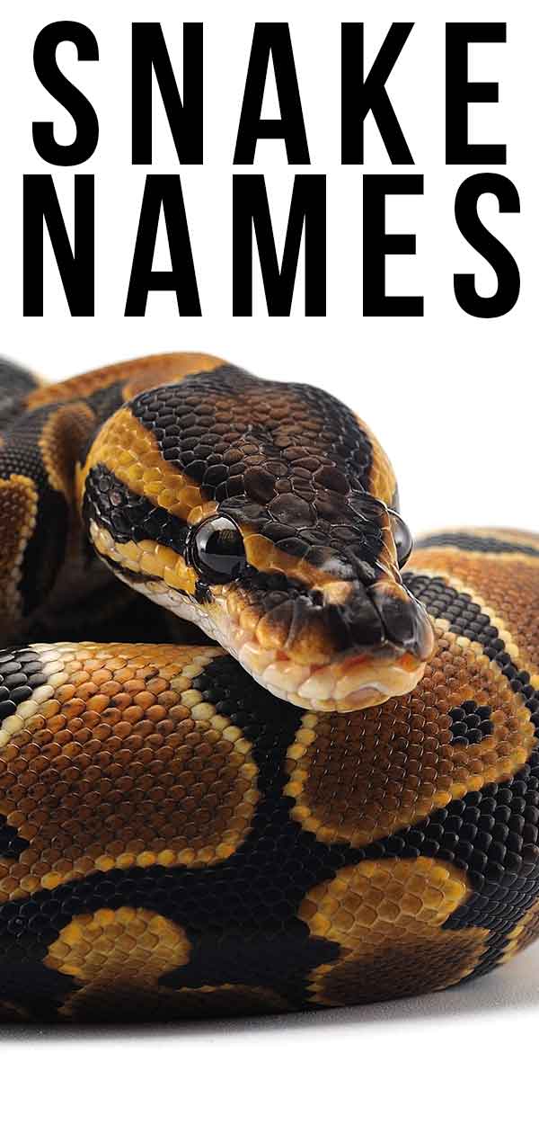 Snake Names 300 Top Ideas For The Worlds Greatest Reptile - cool names boys snakes