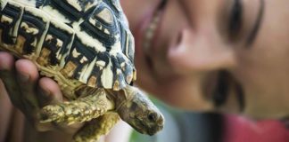 turtle names