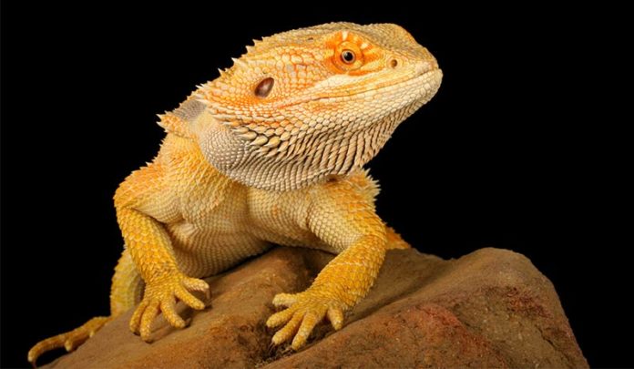 bearded dragon names