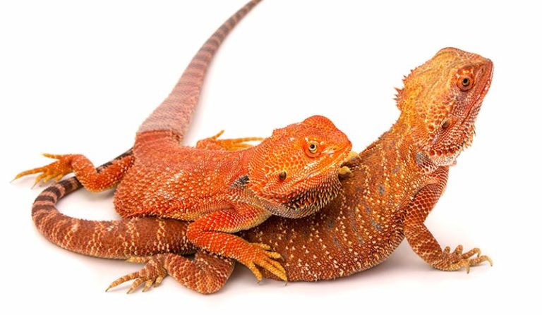 Bearded Dragon Names - Awesome Ideas For Naming Your Dragon