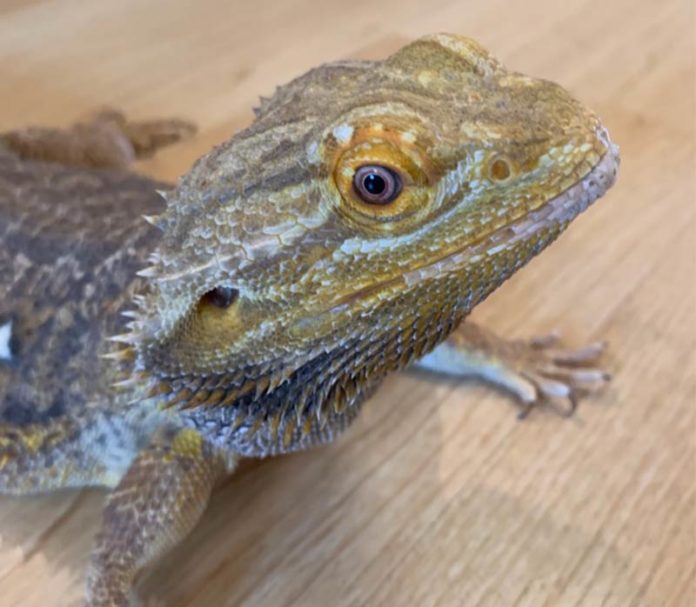 Bearded Dragon Names Awesome Ideas For Naming Your Dragon