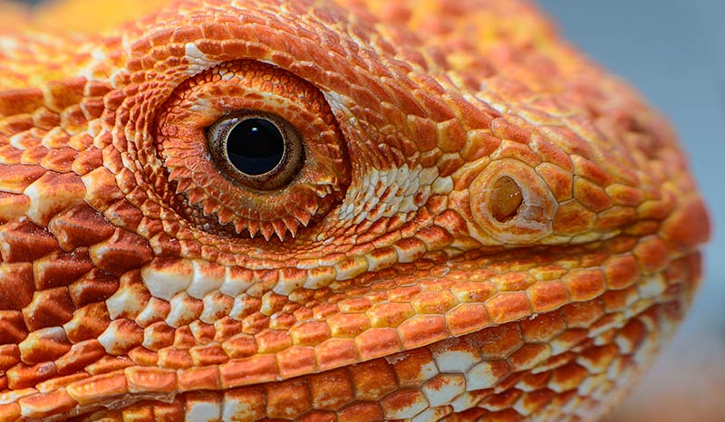 red bearded dragon