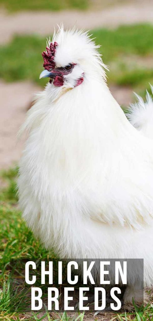 Chicken Breeds – Your Guide to the Best Pet Chickens