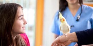 cockatiel care