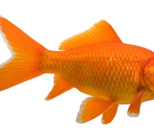 goldfish names