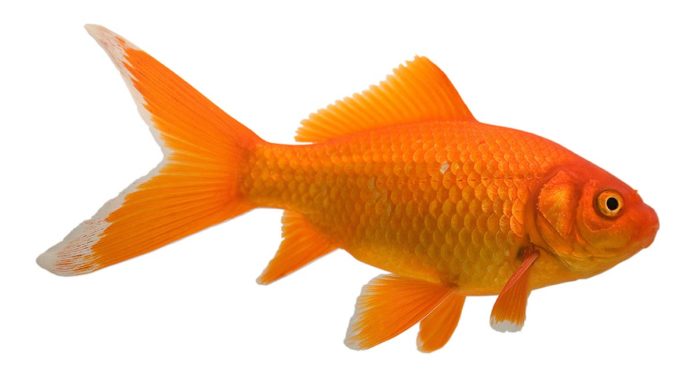 goldfish names