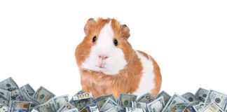 how much do guinea pigs cost