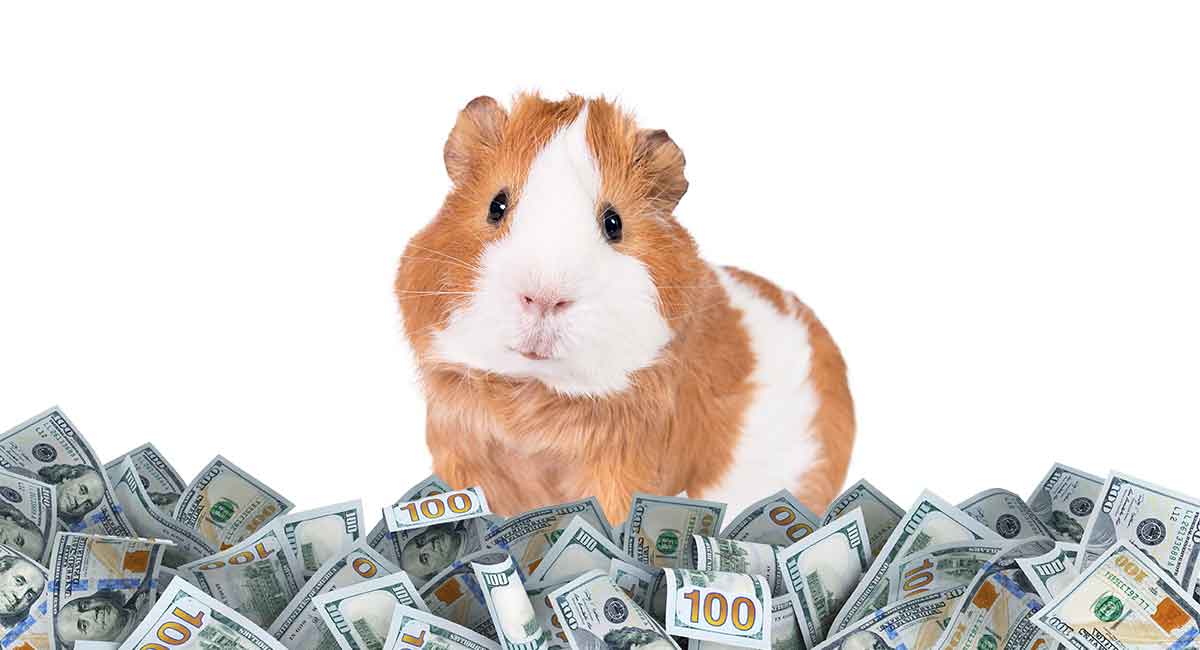 what is the cost of a guinea pig
