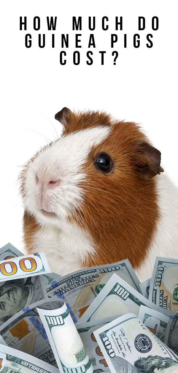 how much do guinea pigs cost