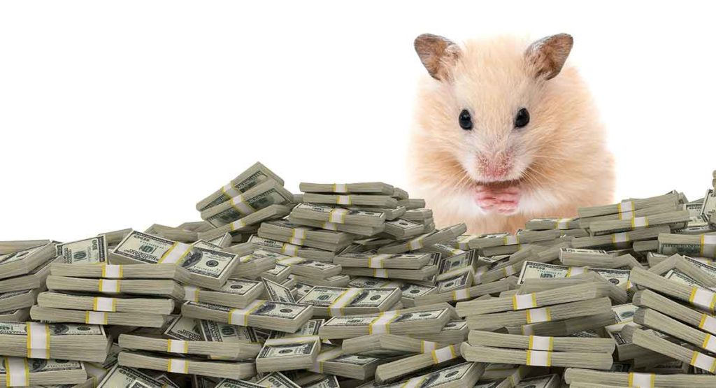 How Much Do Hamsters Cost Can You Afford This Tiny Pet?