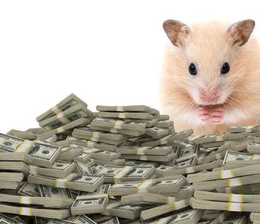 how much do hamsters cost
