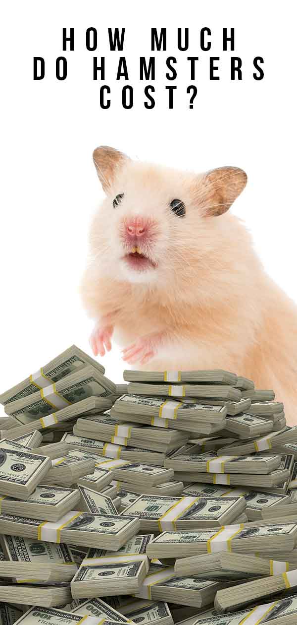 how much do hamsters cost