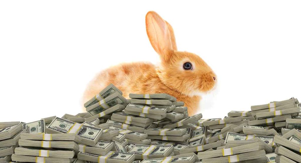 How Much Do Rabbits Cost to Buy and Look After?