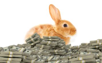 how much do rabbits cost
