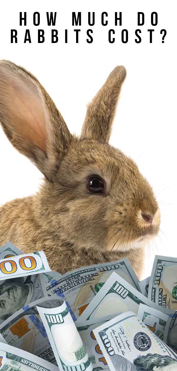 How Much Do Rabbits Cost to Buy and Look After?