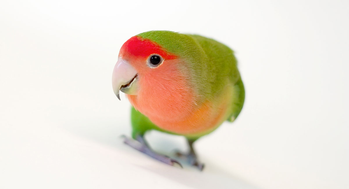 Peach Faced Lovebird In The Wild