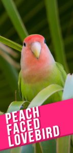 Peach Faced Lovebird - What To Expect From The Rosy-Faced Lovebird