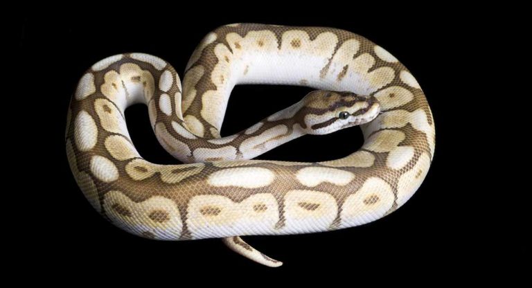 Spider Ball Python - What Should You Know About This Morph?