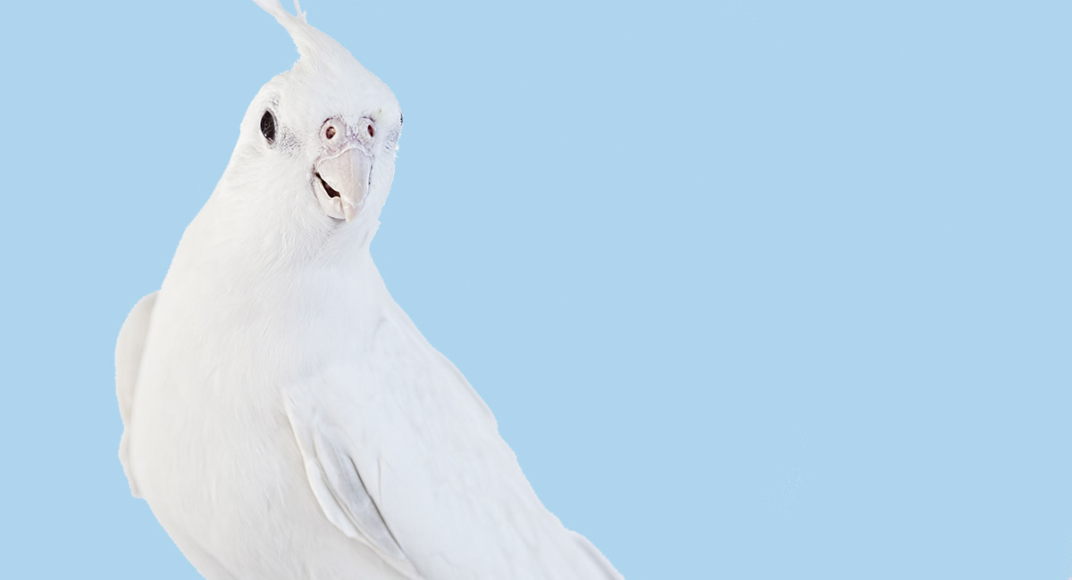 albino cockatiel bird