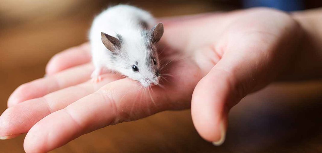 Pet Mice A Complete Guide To Mice and Mouse Care