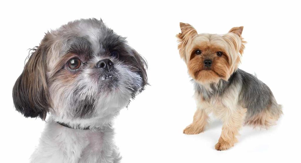 Shih Tzu Yorkie Mix A Complete Guide To The Popular Shorkie