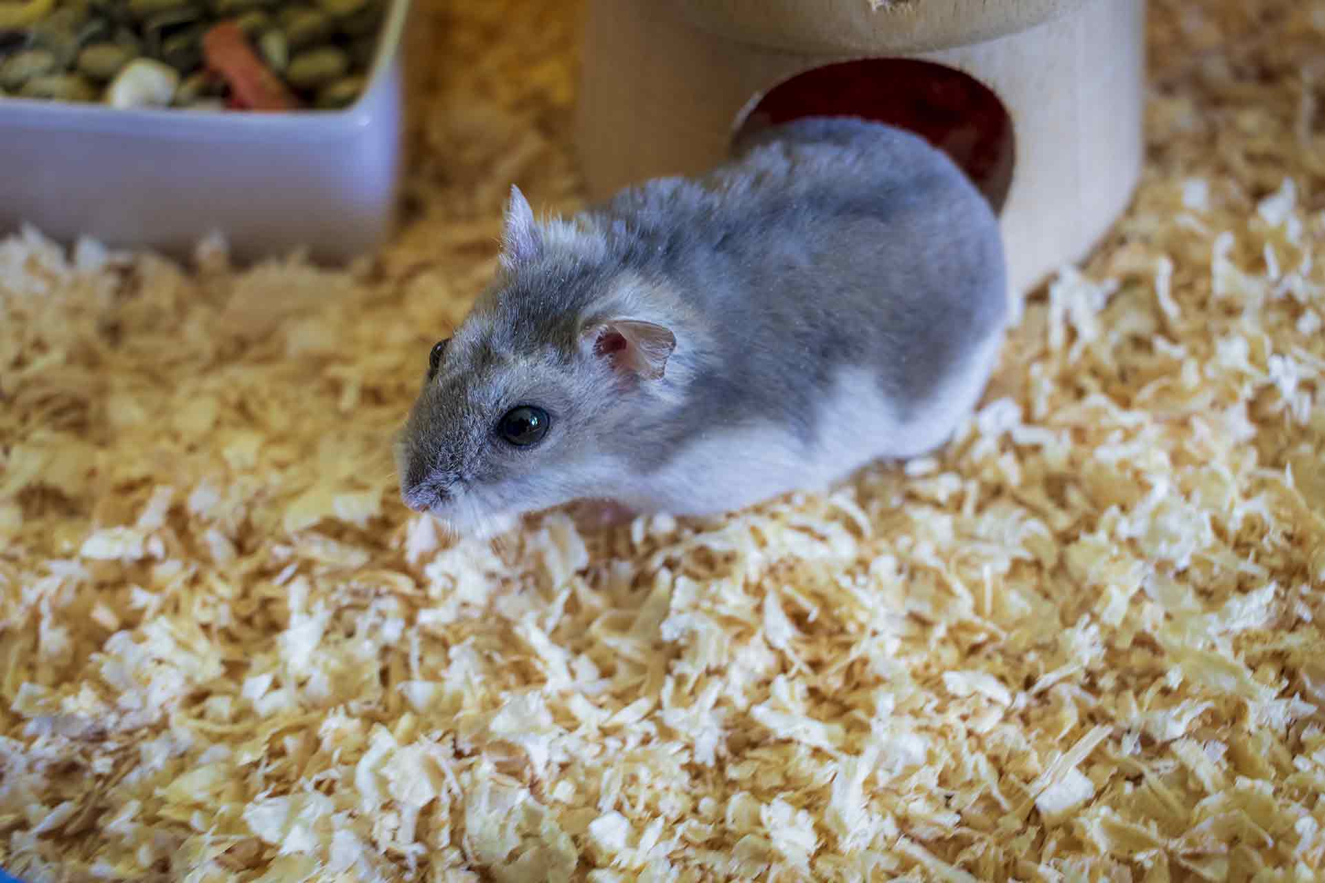 baby winter white hamster