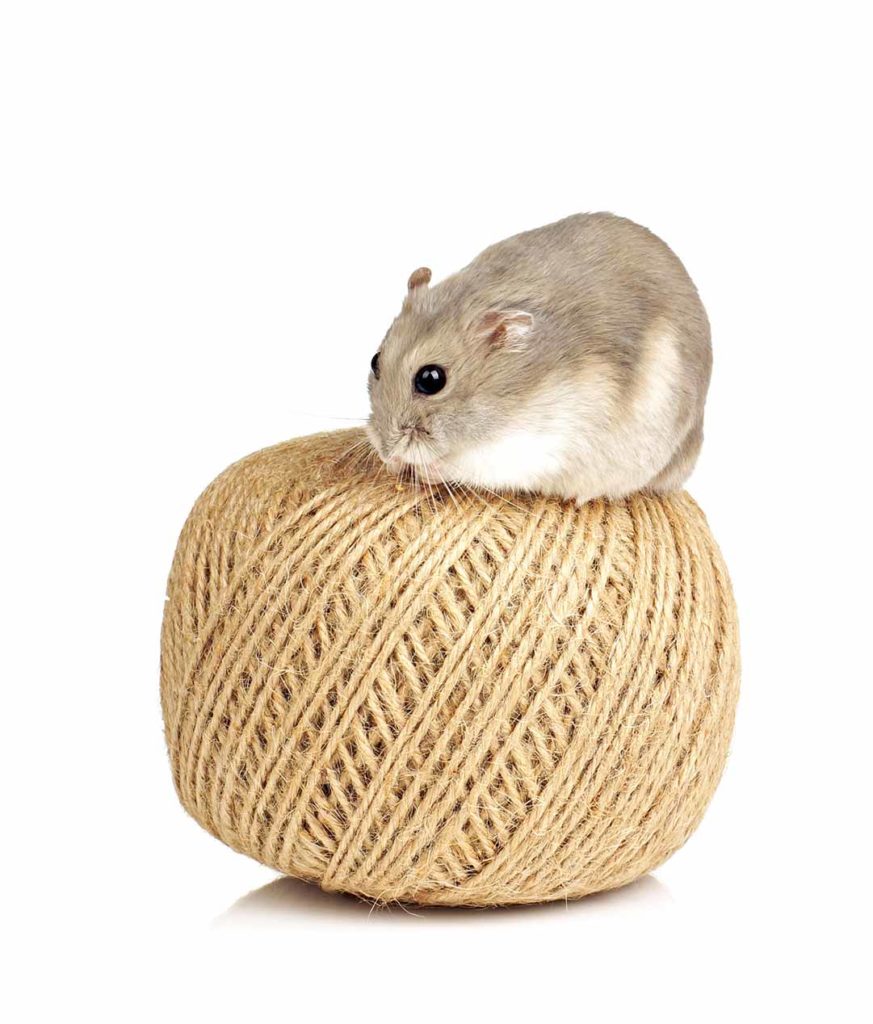 Winter White Hamster Facts Everything You Need To Know