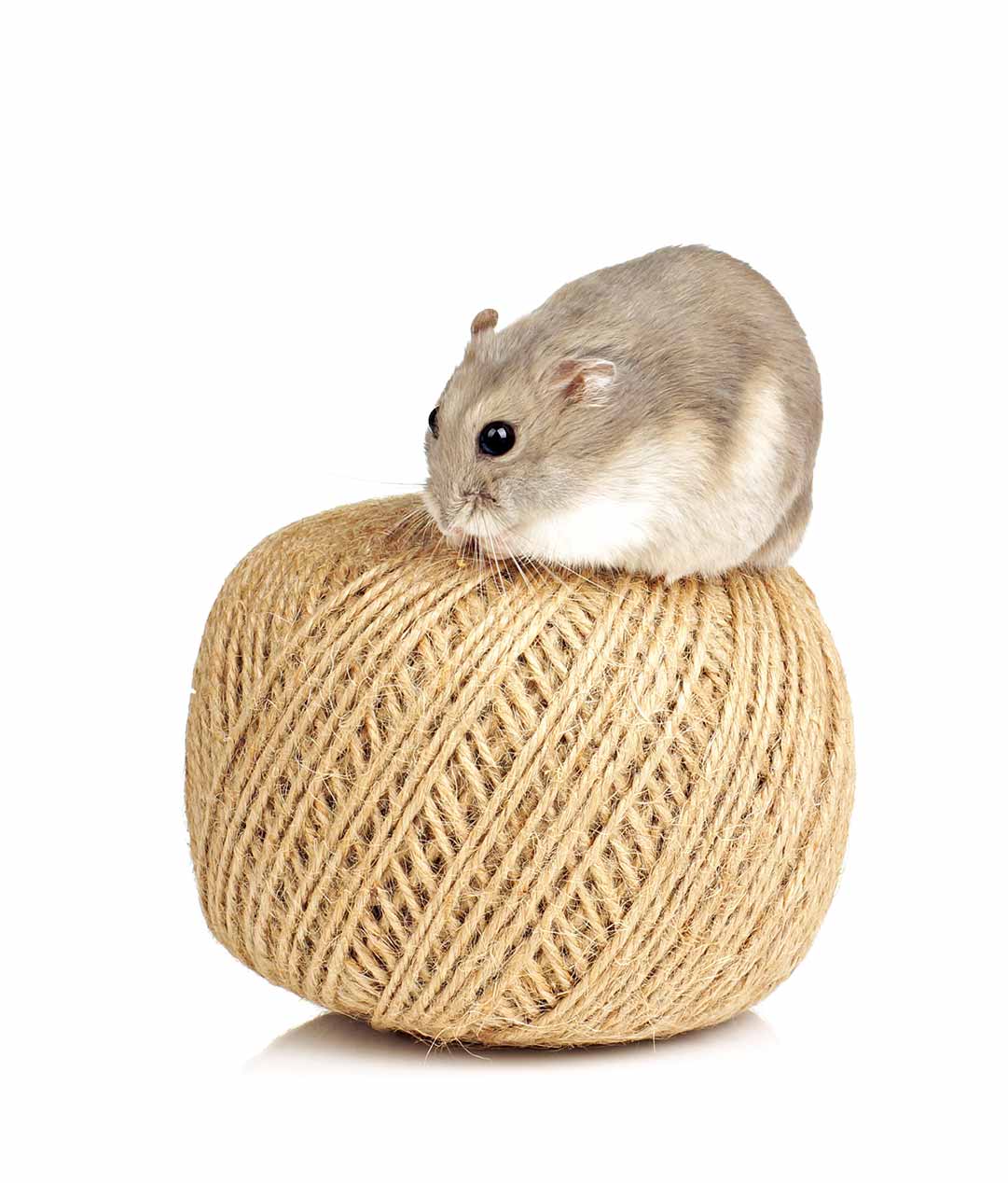 Winter White Hamster Facts