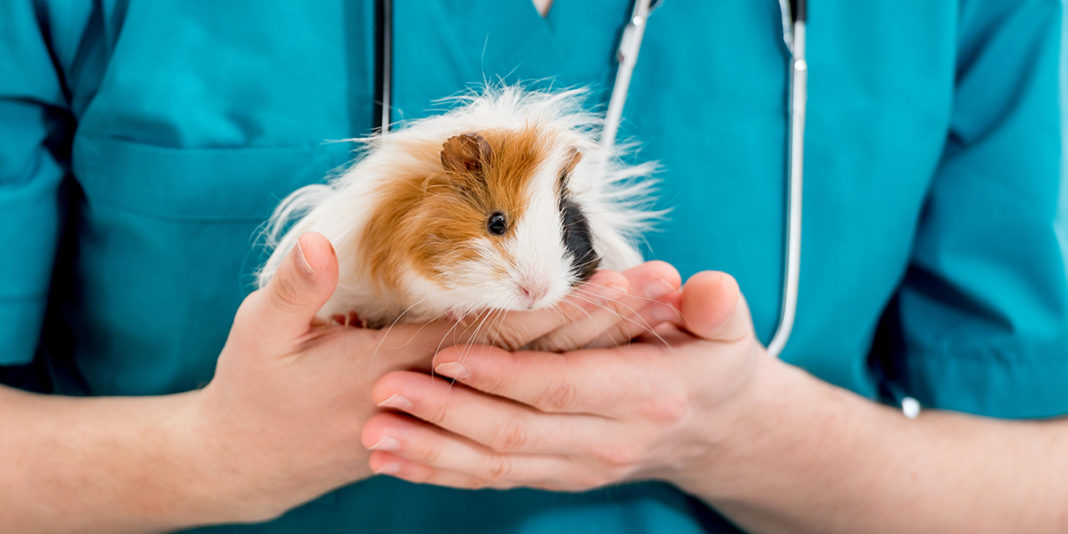 Guinea Pig Eye Infection Diagnosis, Care & Treatments