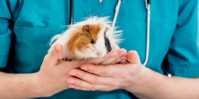 vet examining a guinea pig