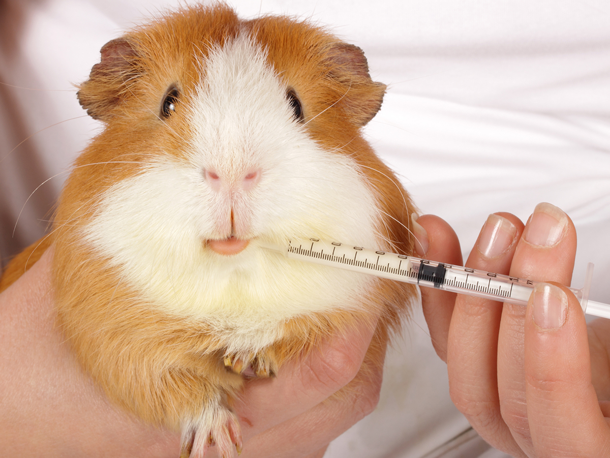 guinea pig oral antibiotic administration