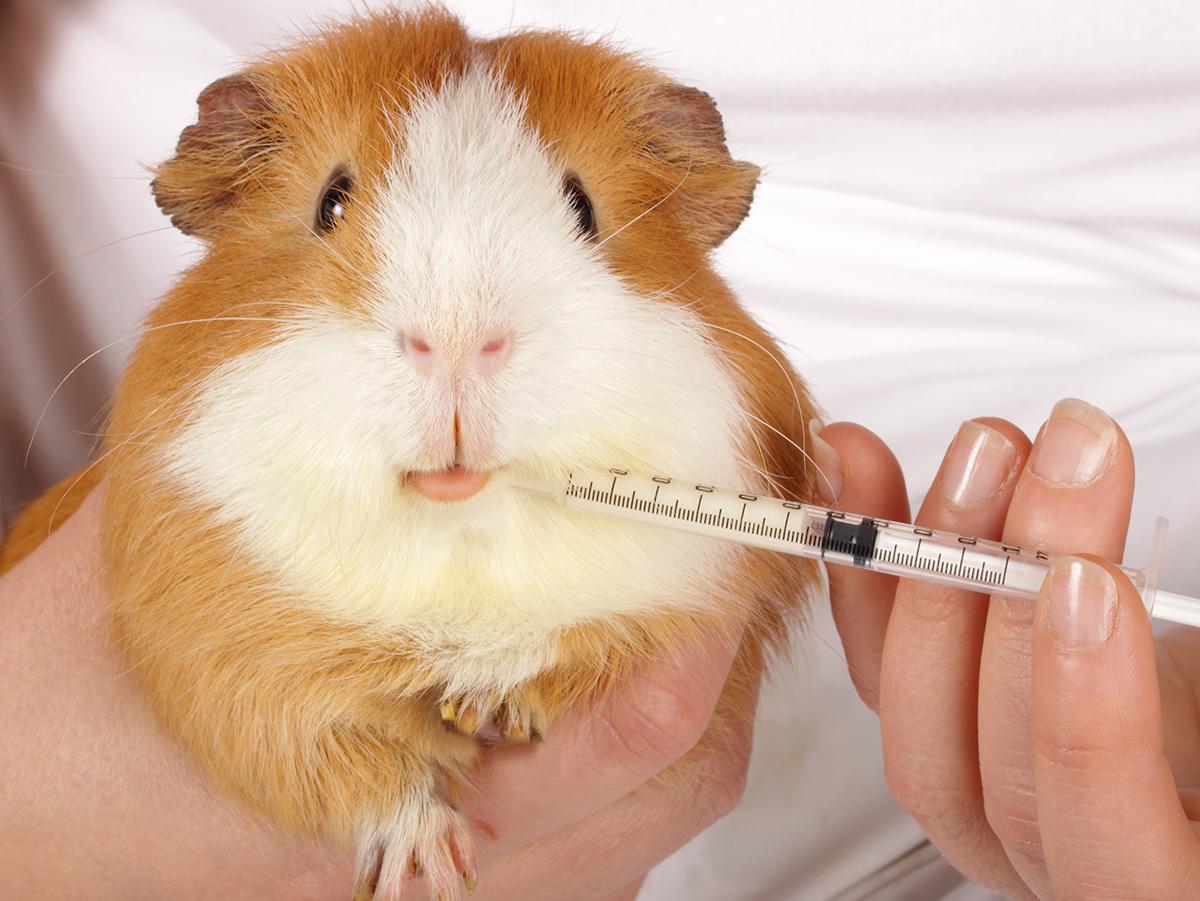 Guinea pig eye infection home clearance treatment