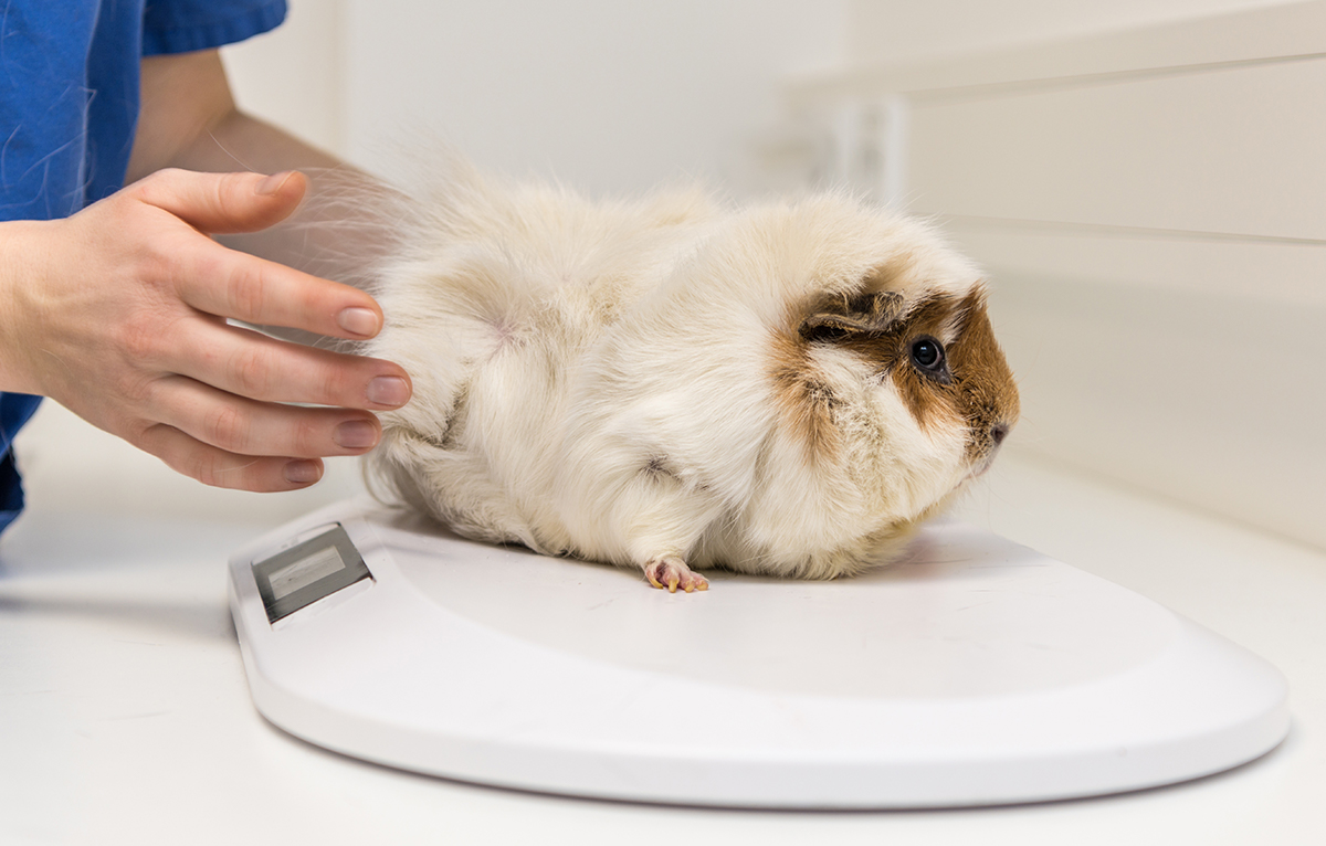 vet weighing guinea pig