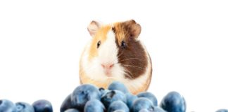 can guinea pigs eat blueberries