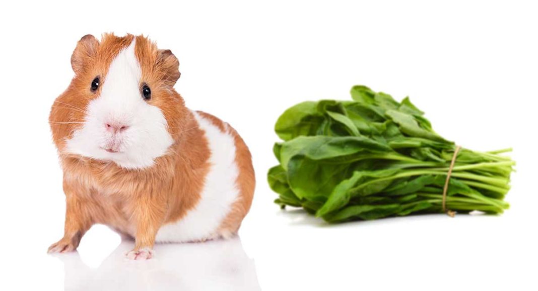 Can Guinea Pigs Eat Spinach Or Is It Bad For Them?
