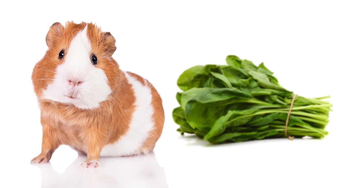 Can Guinea Pigs Eat Spinach Or Is It Bad For Them
