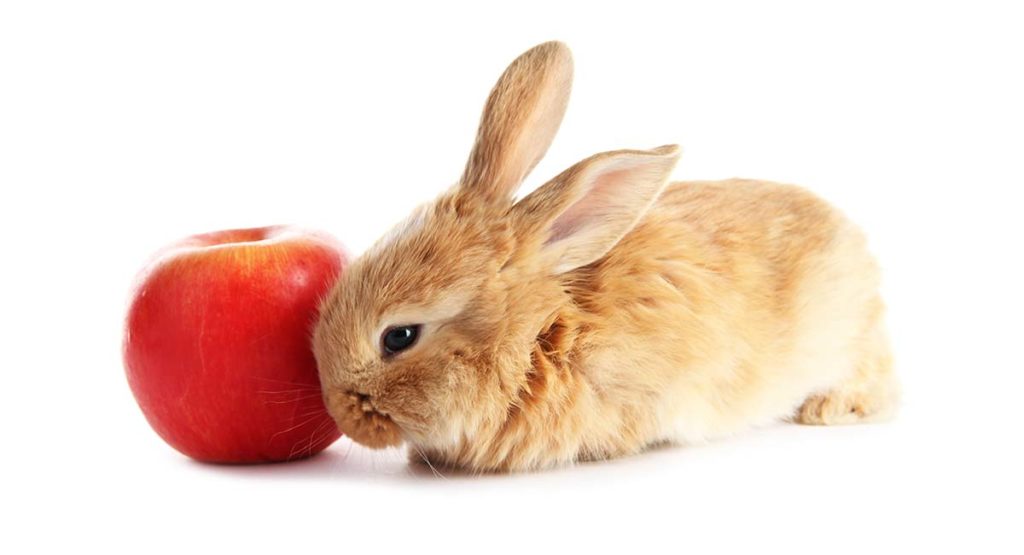 Can Rabbits Eat Apples or Are They Unsafe For Bunnies?