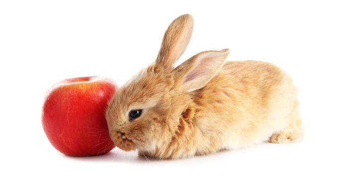 can rabbits eat apples