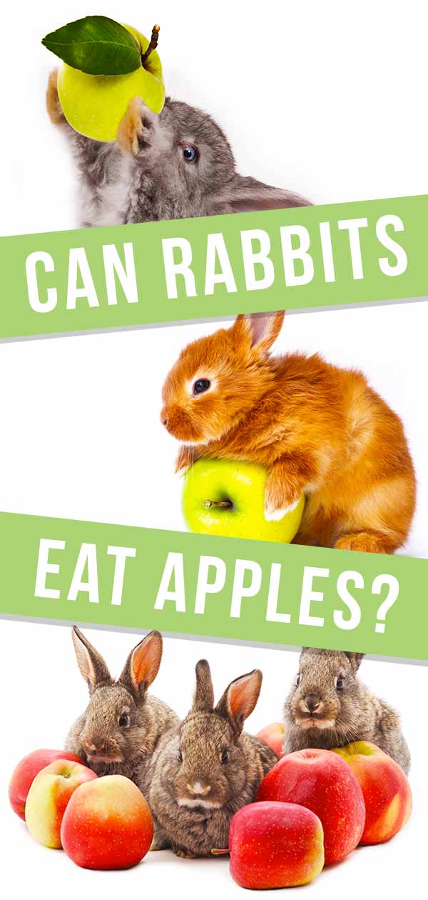 Can Rabbits Eat Apples or Are They Unsafe For Bunnies?