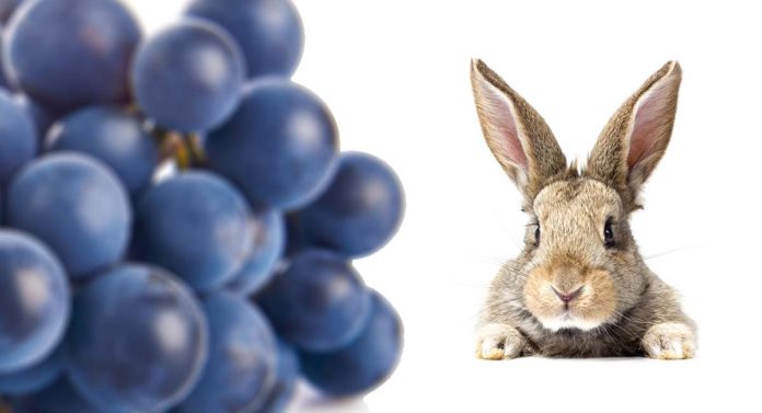 Can Rabbits Eat Grapes