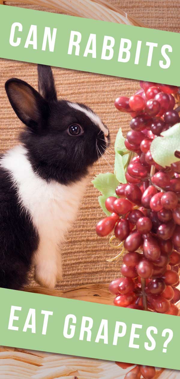 Can Rabbits Eat Grapes - Pros And Cons of Grapes For Rabbits