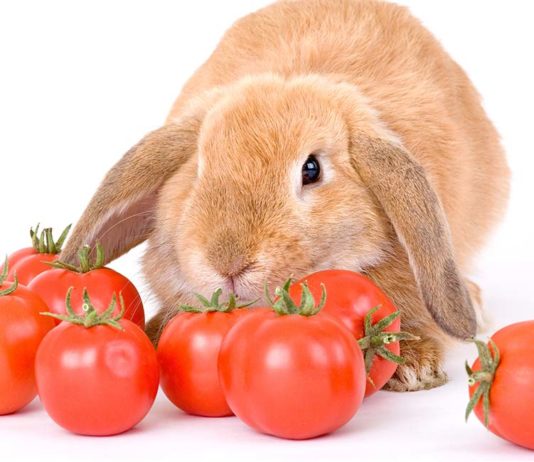 can rabbits eat tomatoes