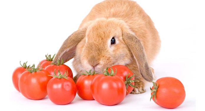 can rabbits eat tomatoes