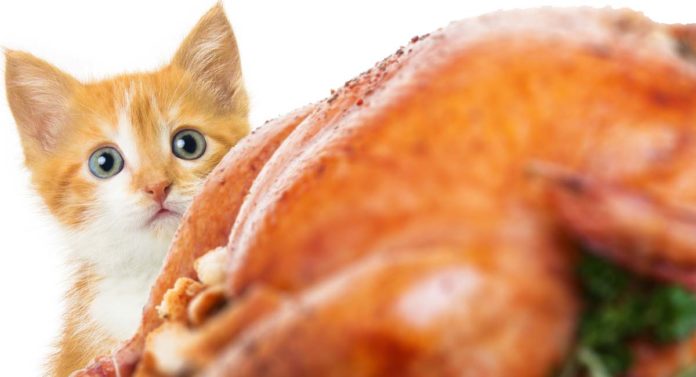 can cats eat turkey
