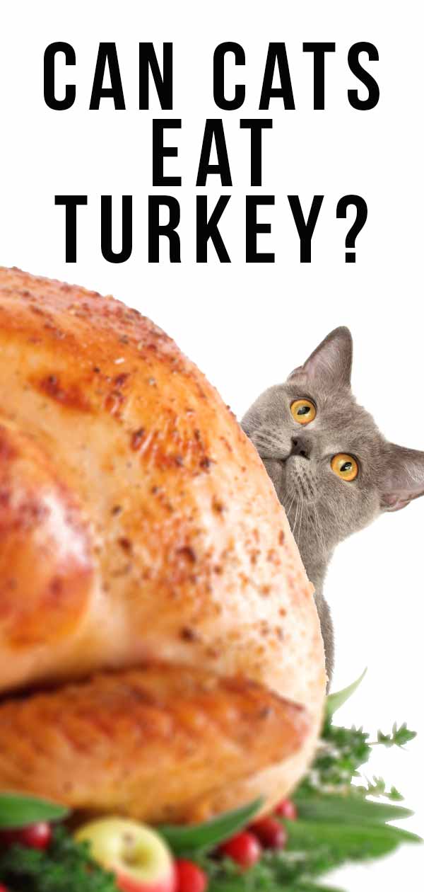 Can Cats Eat Turkey Or Is This Meat Off The Menu?